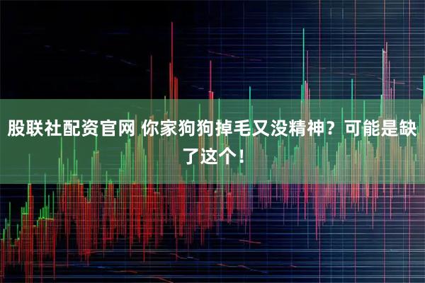 股联社配资官网 你家狗狗掉毛又没精神？可能是缺了这个！
